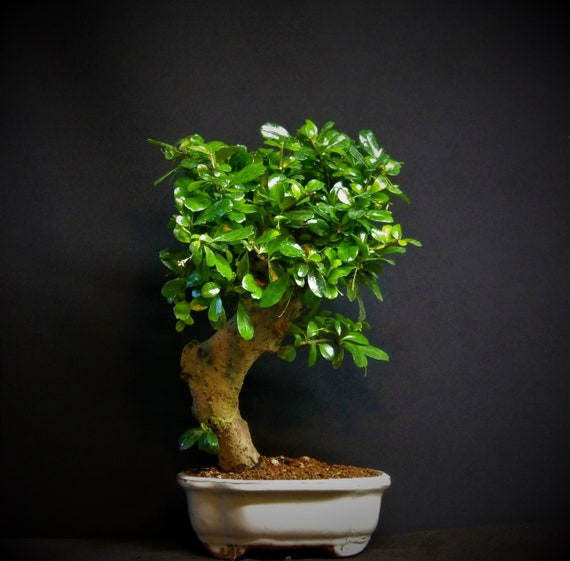 Fukien Tea Indoor Flowering  Bonsai Tree # 9918