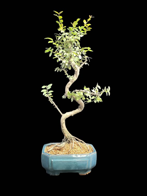 OLD Specimen Sweet Plum Bonsai Tree # 959