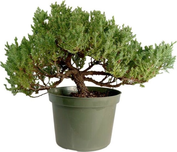 10yrs Juniper Bonsai Live Tree Bonsai Tree Indoor Plant Outdoor