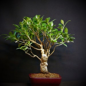 Bonsai tree Ficus Kit with Bonsai Scissors and drip tray