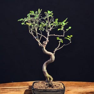 Chinese Elm Bonsai Tree #2649