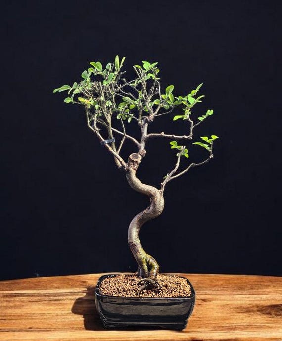 Chinese Elm Bonsai Tree #2649