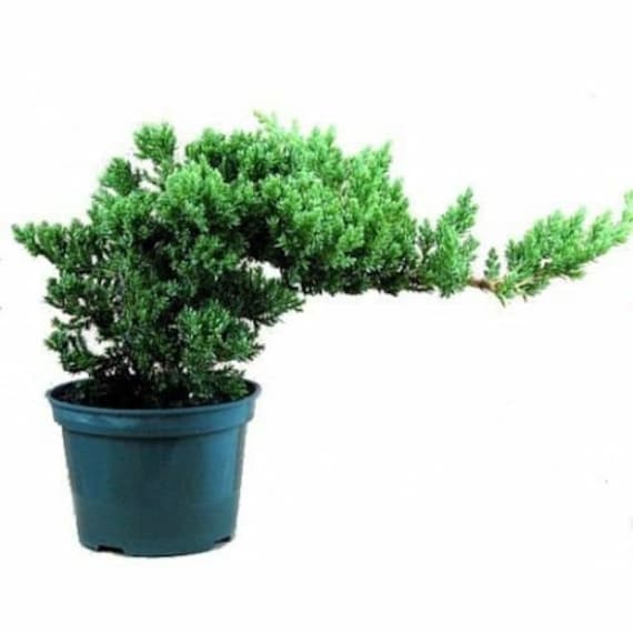 Japanese Dwarf  Juniper