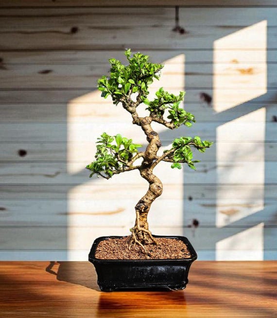 Fukien Tea Indoor Flowering Bonsai Tree # 3748