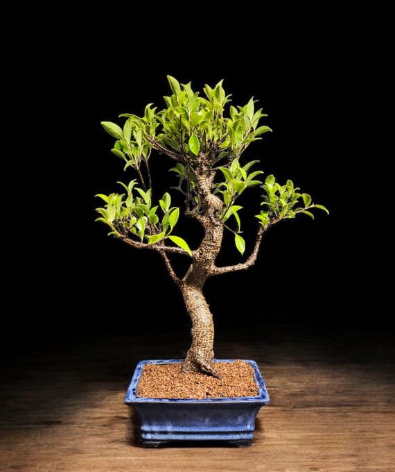 Old Specimen Tiger Bark Ficus Bonsai Tree #163