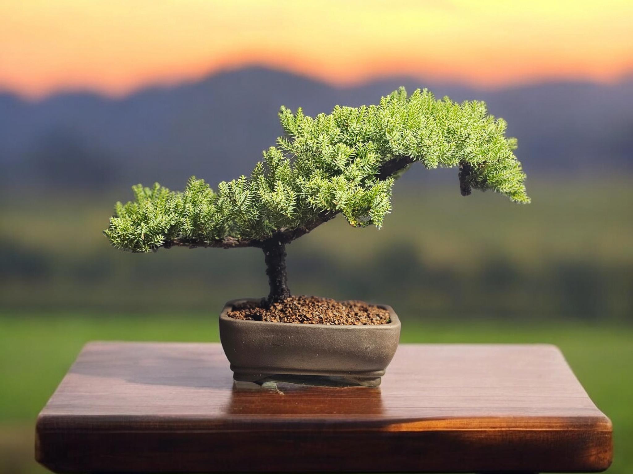 Beautiful Japanese Dwarf Juniper Bonsai Tree #056 - Etsy