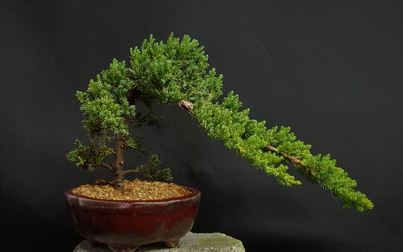 Japanese Dwarf Juniper Bonsai Tree #254