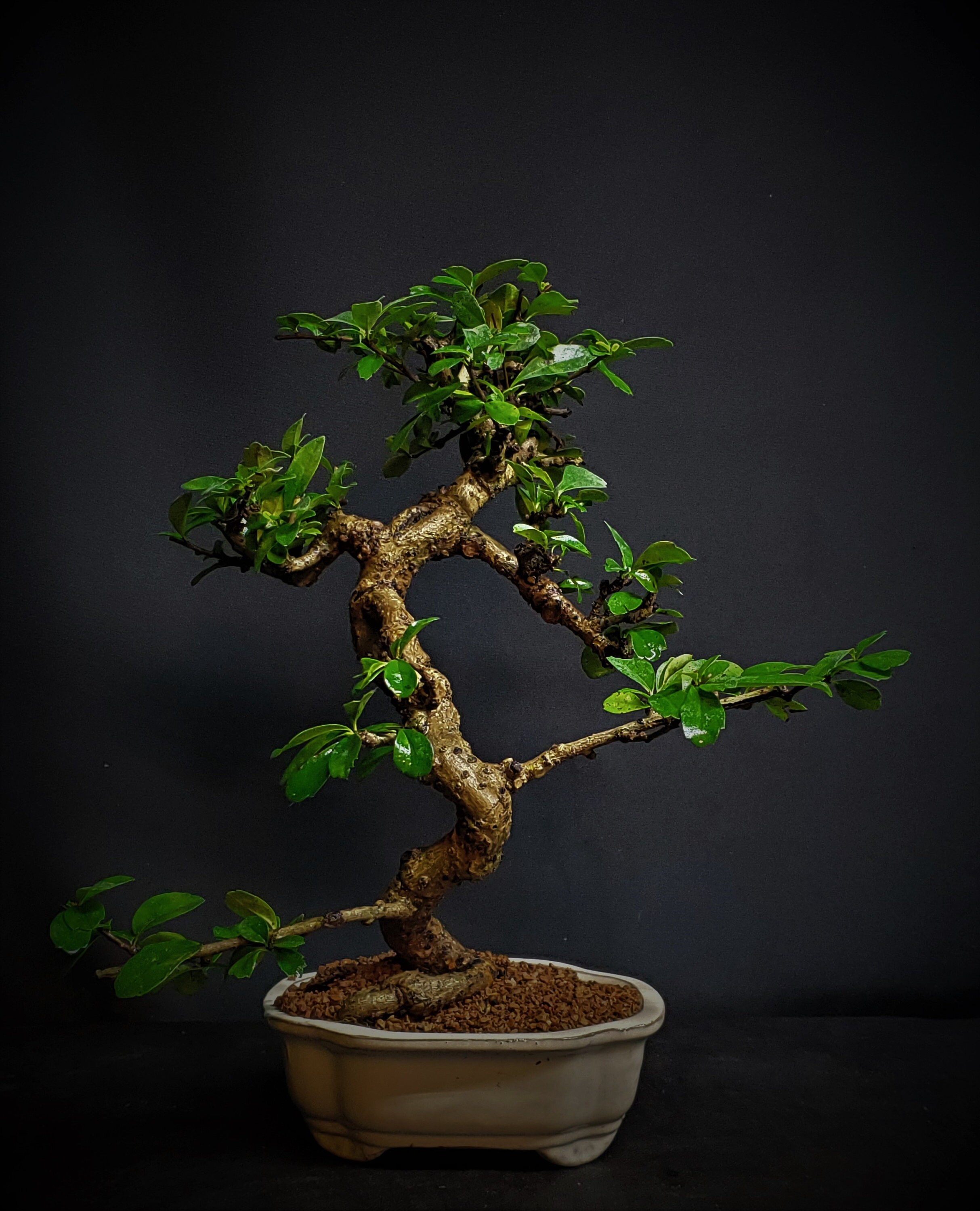 Fukien Tea Indoor Flowering Bonsai Tree # 752 - Etsy