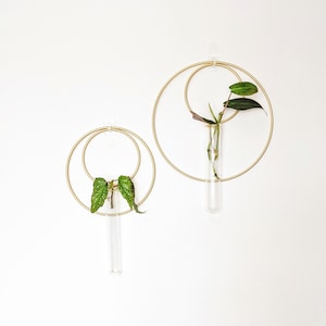 May include: Two gold metal hoops with clear glass test tubes hanging on a white wall. Each test tube holds a small green plant.