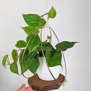 Modern Wooden Plant Hanger with Gold Hoops image 4