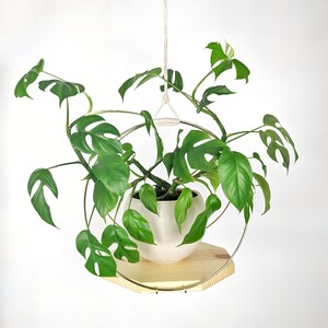 Large Plant Hanger with Wooden base and Gold Hoops Natural stain