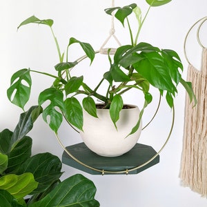 Large Plant Hanger with Wooden base and Gold Hoops Emerald stain