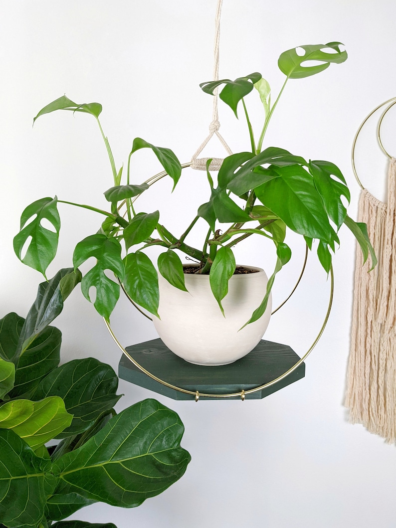 Large Plant Hanger with Wooden base and Gold Hoops Emerald stain