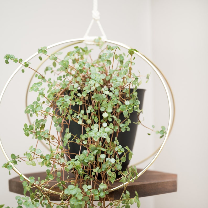 Large Plant Hanger with Wooden base and Gold Hoops image 3