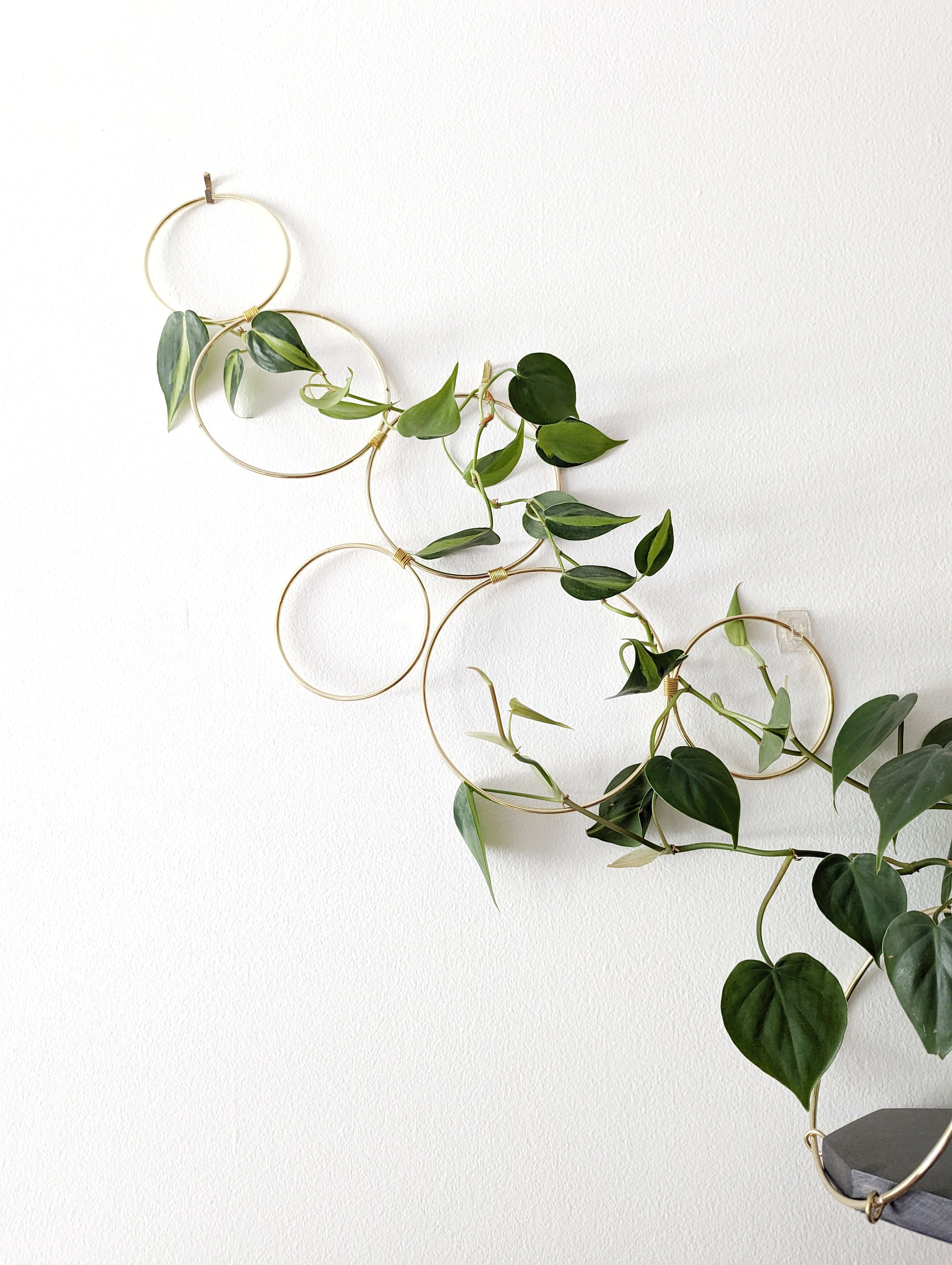 Gold Hoop Indoor Plant Wall Trellis- Small