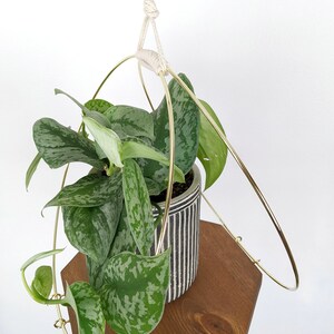 Large Plant Hanger with Wooden base and Gold Hoops image 4