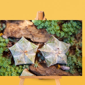 High-Res Images Plant-Photo perfect for framing for home-office decoration.