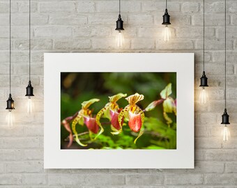 Fine art photography(instant download) with beautiful details and radiant colors for home decoration and office decoration.