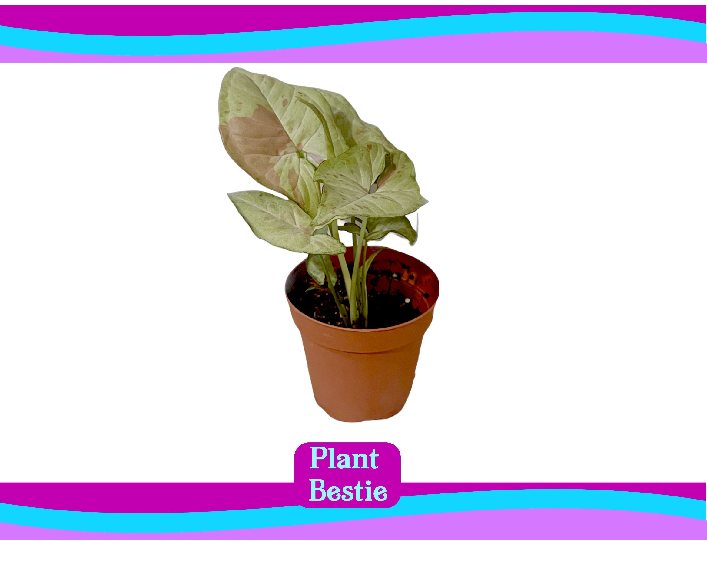 Syngonium Pink Confetti Live Plant Easy Care Plant Etsy