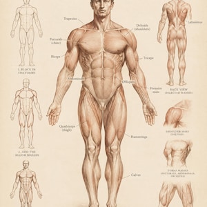 以下が含まれることがあります： 「Major Muscle Masses」と題された解剖学の教育用チャート。中央に筋肉の名称が記された人体図があり、周囲には描画の構成手順や三角筋、胴体、大腿部などの特定の筋肉群を示す図解が配置されている。