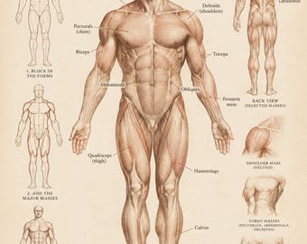 Figure Drawing Posters Set of 10 | Anatomy for Artists Reference | Art Studio & Classroom Decor | Printable Instant Download