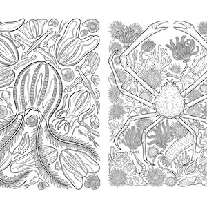 May include: A black and white coloring page featuring two distinct panels. The left panel displays a large jellyfish surrounded by various small marine organisms and shells. The right panel shows a large spider crab amidst sea urchins and coral.