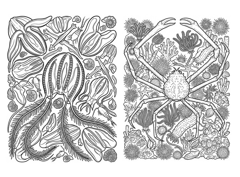 May include: A black and white coloring page featuring two distinct panels. The left panel displays a large jellyfish surrounded by various small marine organisms and shells. The right panel shows a large spider crab amidst sea urchins and coral.