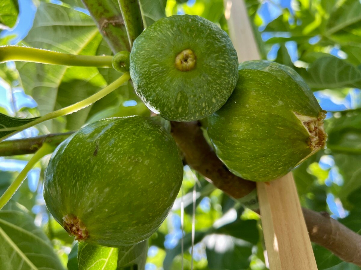 High quality goods TaxFree Free Shipping New Caledonia Fig Gof Fig 100