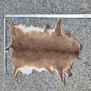 May include: A tanned deer hide, primarily brown with white edges, is laid out on a gravel surface. A metal ruler is placed along the top edge, providing a size reference. The hide's natural shape is visible.
