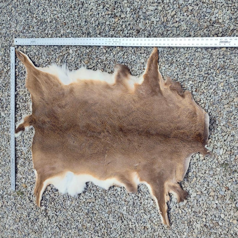 May include: A tanned deer hide, primarily brown with white edges, is laid out on a gravel surface. A metal ruler is placed along the top edge, providing a size reference. The hide's natural shape is visible.
