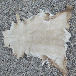 May include: A tanned animal hide, cream-colored with brown edges and patches. The hide has a natural, irregular shape and visible texture, with some areas of fur remaining. The hide is lying on a bed of small, gray gravel.