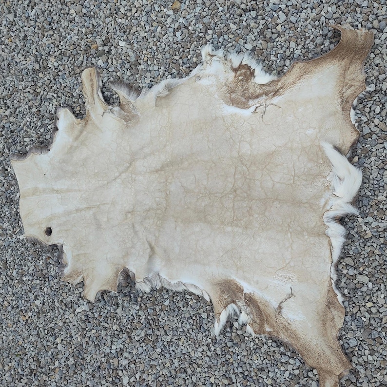 May include: A tanned animal hide, cream-colored with brown edges and patches. The hide has a natural, irregular shape and visible texture, with some areas of fur remaining. The hide is lying on a bed of small, gray gravel.