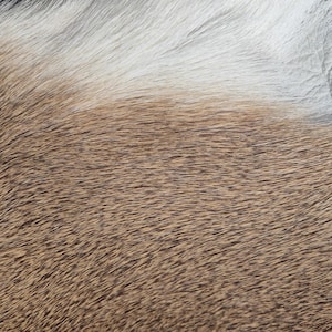 May include: Close-up of a textured animal hide. The image shows a mix of brown and white fur, with the colors blending together. The fur appears soft and dense, with individual hairs visible.