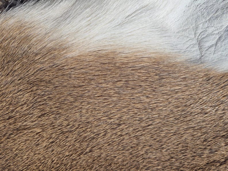 May include: Close-up of a textured animal hide. The image shows a mix of brown and white fur, with the colors blending together. The fur appears soft and dense, with individual hairs visible.