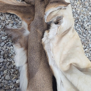 May include: Close-up of tanned deer hides. The hides display a range of natural colors, including shades of brown, tan, and cream. The textures vary from smooth to slightly furry, showcasing the natural characteristics of the material.