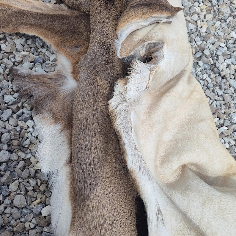 May include: Close-up of tanned deer hides. The hides display a range of natural colors, including shades of brown, tan, and cream. The textures vary from smooth to slightly furry, showcasing the natural characteristics of the material.