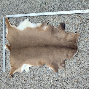 May include: A tanned deer hide with a ruler for measurement. The hide is primarily brown with white patches. The hide is irregularly shaped and lies on a bed of small gray stones.