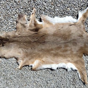 May include: A tanned deer hide, showcasing a natural brown color with white accents. The hide is laid out on a bed of small, gray stones, highlighting its texture and shape. The deer hide is a natural product.