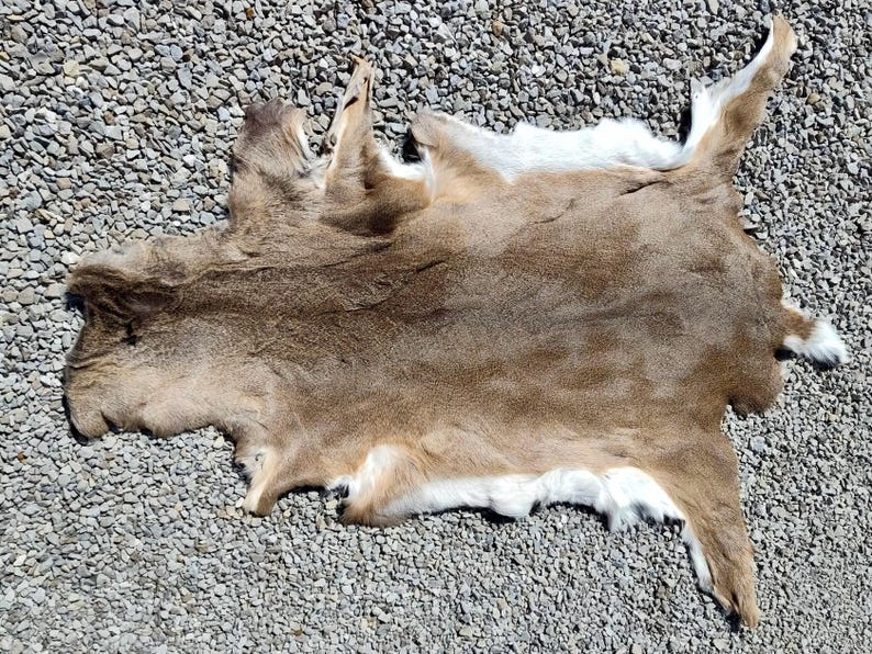 May include: A tanned deer hide, showcasing a natural brown color with white accents. The hide is laid out on a bed of small, gray stones, highlighting its texture and shape. The deer hide is a natural product.