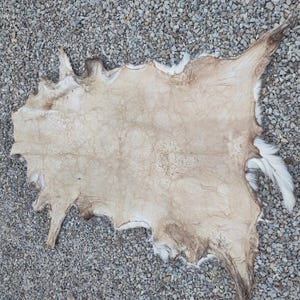 May include: A tanned animal hide, primarily beige with darker brown and white accents. The hide has an irregular shape with a textured surface and some areas of visible fur. The hide is lying on a bed of small gray stones.