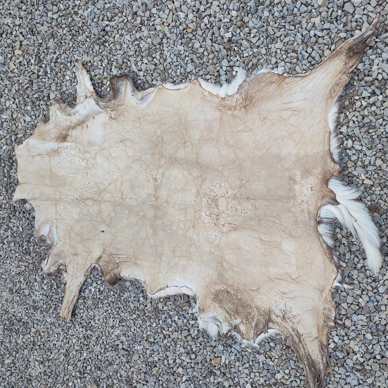 May include: A tanned animal hide, primarily beige with darker brown and white accents. The hide has an irregular shape with a textured surface and some areas of visible fur. The hide is lying on a bed of small gray stones.