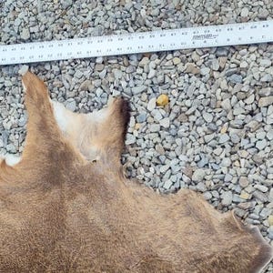 May include: A tanned animal hide with a light-colored patch, possibly a deer or similar animal. The hide is lying on a bed of small gray stones. A white ruler with black markings is partially visible.