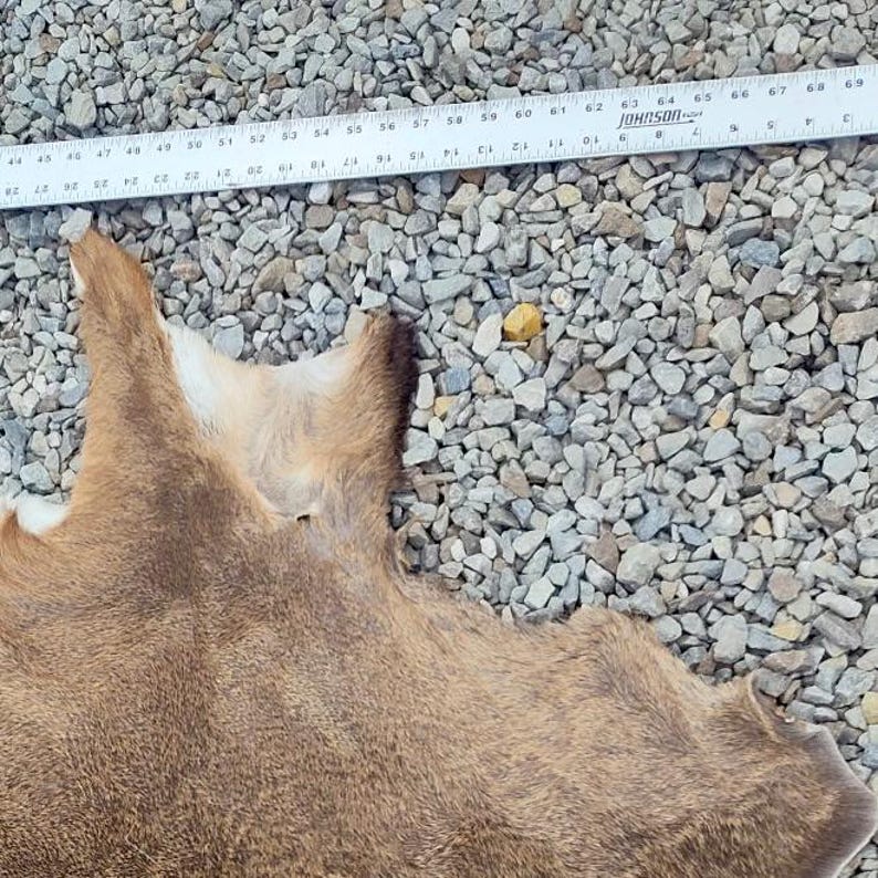 May include: A tanned animal hide with a light-colored patch, possibly a deer or similar animal. The hide is lying on a bed of small gray stones. A white ruler with black markings is partially visible.