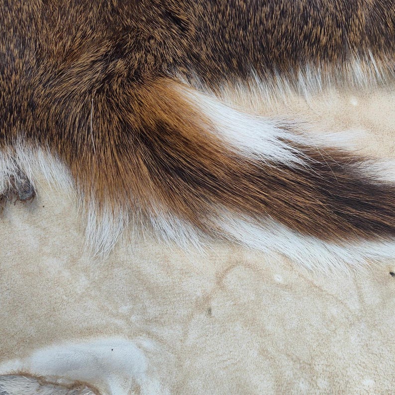 May include: Close-up of a section of animal fur. The fur has a mix of brown, white, and tan colors. The texture appears soft and the colors blend together. The fur is likely from a mammal, possibly a deer or similar animal.