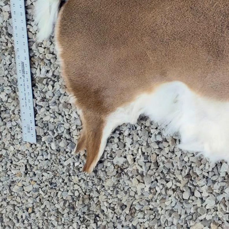 May include: A partial view of a brown and white animal hide. The hide has a soft, textured appearance with a ruler placed along the edge. The hide is on a bed of small, gray stones.