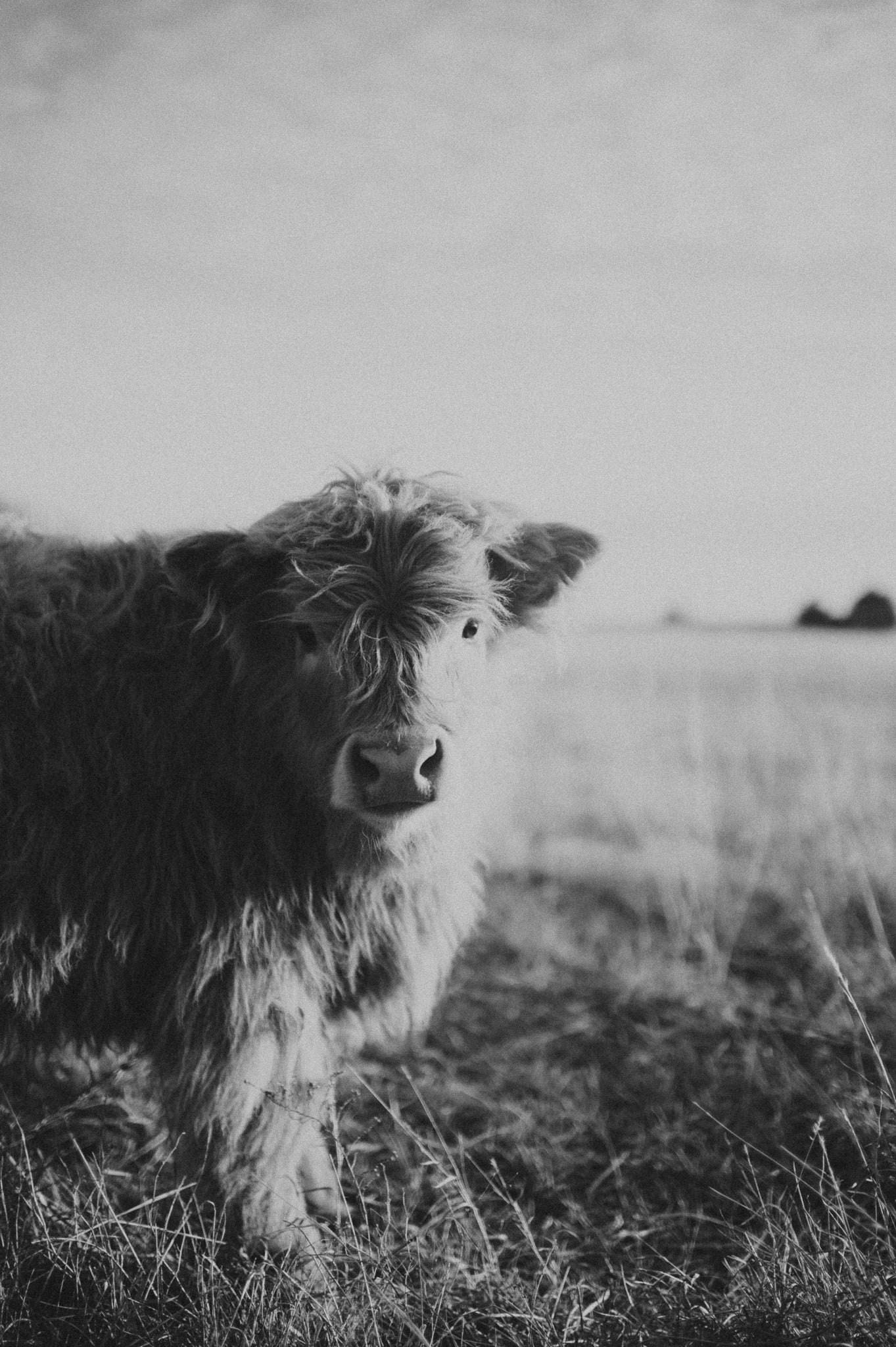 Highland Cow Black and White Print Etsy