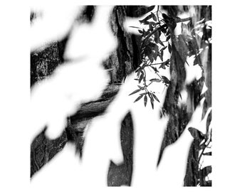 Australian Eucalyptus | Unframed Photography Print | Native Tasmanian Flora | Abstract Art  | Bark  | Canopy | Leaves | Morrisby's Gum