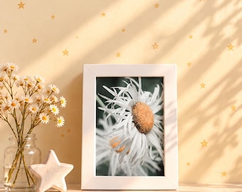 Inramad Shasta Daisy-fotografi, vridna kronblad, blommig väggkonst (5x7 eller 8x10)