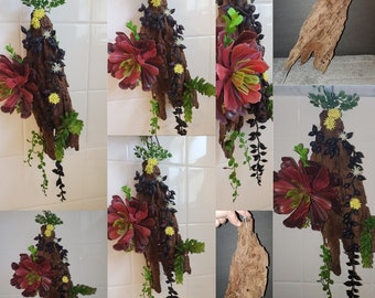 Driftwood succulent Hanging decor