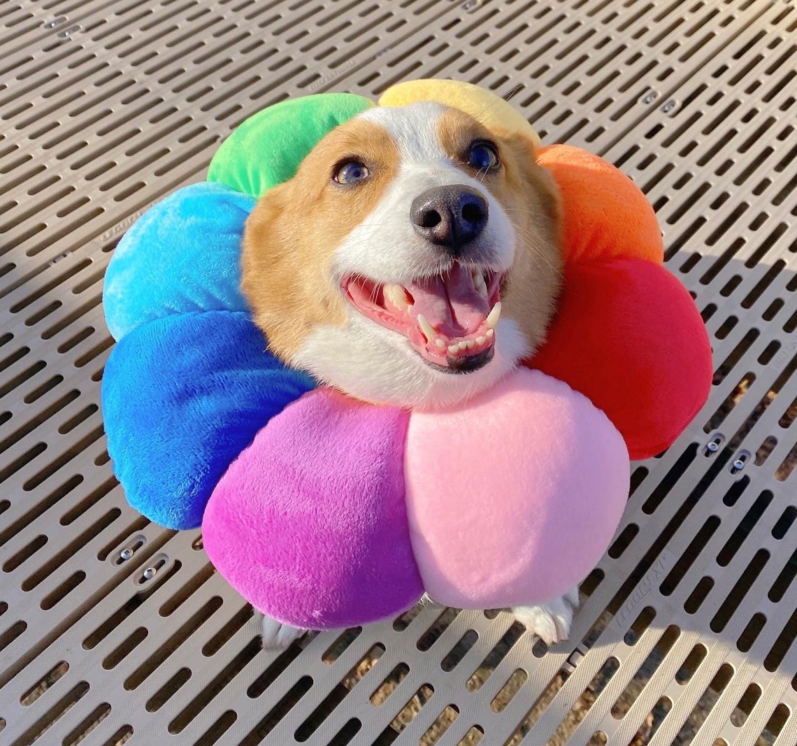 Rainbow Flower Recovery Collar/ecollar/ Elizabethan Collar Etsy